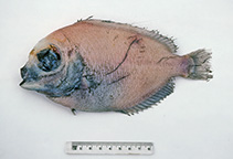 To FishBase images (<i>Neocaristius heemstrai</i>, Australia, by Graham, K.)