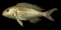 To FishBase images (<i>Nemipterus hexodon</i>, Indonesia, by Randall, J.E.)