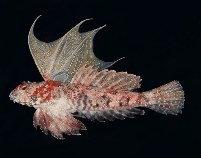 To FishBase images (<i>Synchiropus ijimai</i>, Japan, by Randall, J.E.)