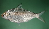 To FishBase images (<i>Nematalosa japonica</i>, Ryukyu Is., by Randall, J.E.)
