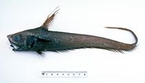 To FishBase images (<i>Nezumia kapala</i>, Australia, by Graham, K.)