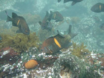 To FishBase images (<i>Nexilosus latifrons</i>, Chile, by Wolfe, G.)