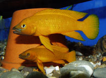 To FishBase images (<i>Neolamprologus leleupi</i>, by Slaboch, R.)