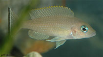 To FishBase images (<i>Neolamprologus leloupi</i>, by Dubosc, J.)