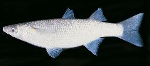 To FishBase images (<i>Neomyxus leuciscus</i>, Marshall Is., by Randall, J.E.)