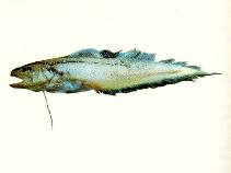 To FishBase images (<i>Neobythites longipes</i>, by CSIRO)