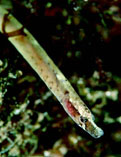 To FishBase images (<i>Nerophis lumbriciformis</i>, by Svensen, E.)