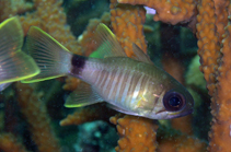 Image of Nectamia luxuria (Multi-barred cardinalfish)