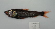 To FishBase images (<i>Neoscopelus macrolepidotus</i>, Philippines, by Reyes, R.B.)
