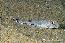 To FishBase images (<i>Nesogobius maccullochi</i>, Australia, by Groeneveld, R.)