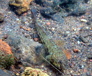 To FishBase images (<i>Nematogobius maindroni</i>, Cameroon, by Wirtz, P.)