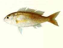 To FishBase images (<i>Nemipterus marginatus</i>, by CSIRO)