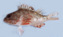To FishBase images (<i>Neomerinthe megalepis</i>, by Gloerfelt-Tarp, T.)