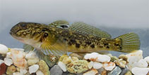 To FishBase images (<i>Neogobius melanostomus</i>, Hungary, by Harka, A.)
