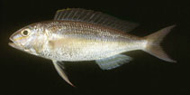 To FishBase images (<i>Nemipterus mesoprion</i>, Indonesia, by Randall, J.E.)