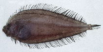 To FishBase images (<i>Neolaeops microphthalmus</i>, by CSIRO)