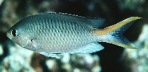 To FishBase images (<i>Neopomacentrus miryae</i>, by Randall, J.E.)
