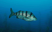 To FishBase images (<i>Acantholatris monodactylus</i>, by Scott, S.)
