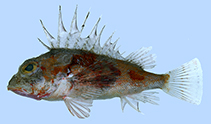 Image of Neosebastes multisquamus (Ogasawara gurnard perch)