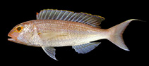 To FishBase images (<i>Nemipterus nemurus</i>, Indonesia, by Randall, J.E.)