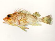 To FishBase images (<i>Neosebastes nigropunctatus</i>, by CSIRO)