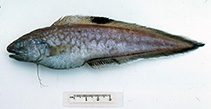 To FishBase images (<i>Neobythites nigriventris</i>, Australia, by Graham, K.)
