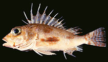 To FishBase images (<i>Neosebastes occidentalis</i>, Australia, by CSIRO Australian National Fish Collection)