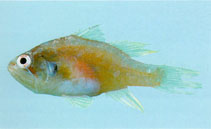 To FishBase images (<i>Neamia octospina</i>, Jordan, by Khalaf, M.A.)