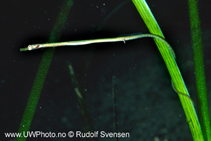 To FishBase images (<i>Nerophis ophidion</i>, by Svensen, R.)