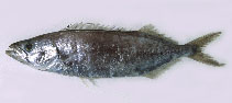 To FishBase images (<i>Neoepinnula orientalis</i>, by CSIRO)