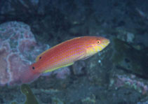 To FishBase images (<i>Nelabrichthys ornatus</i>, by Scott, S.)