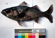 To FishBase images (<i>Neoscombrops pacificus</i>, New Caledonia, by Justine, J.-L.)