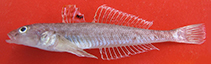 Image of Neogobius pallasi (Caspian sand goby)