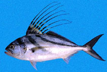 To FishBase images (<i>Nematistius pectoralis</i>, Clipperton I., by Robertson, R.)