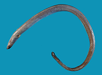 Image of Neenchelys pelagica (Pelagic worm eel)