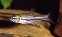 To FishBase images (<i>Neolebias philippei</i>, Congo, by Sonnenberg, R.)