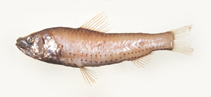 Image of Neoscopelus porosus (Spangleside neoscopelid)