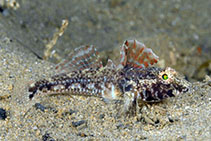 To FishBase images (<i>Nesogobius pulchellus</i>, Australia, by Groeneveld, R.)