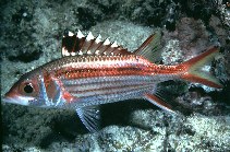 Image of Neoniphon sammara (Sammara squirrelfish)