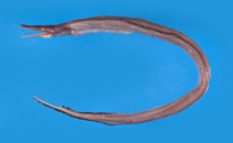 To FishBase images (<i>Nettastoma solitarium</i>, by Shao, K.T.)