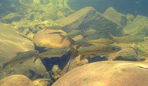 To FishBase images (<i>Neolissochilus soroides</i>, by Panitvong, N.)