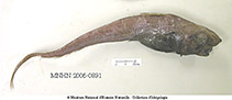 To FishBase images (<i>Nezumia spinosa</i>, Philippines, by MNHN)
