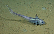 To FishBase images (<i>Nezumia stelgidolepis</i>, USA, by Butler, J.)
