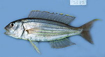 Image of Nemipterus sugillatus (Bluecheek threadfin bream)