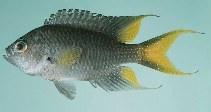 To FishBase images (<i>Neopomacentrus taeniurus</i>, Papua New Guinea, by Randall, J.E.)