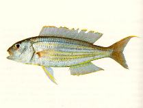 To FishBase images (<i>Nemipterus tambuloides</i>, by CSIRO)