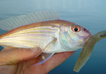 To FishBase images (<i>Nemipterus theodorei</i>, by Diggles, B.)