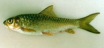 To FishBase images (<i>Neolissochilus thienemanni</i>, Indonesia, by Thomas, R.)