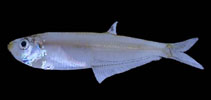 To FishBase images (<i>Neoopisthopterus tropicus</i>, Panama, by Robertson, R.)