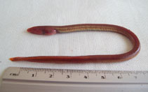 To FishBase images (<i>Moringua raitaborua</i>, Philippines, by Bucol, A.A.)